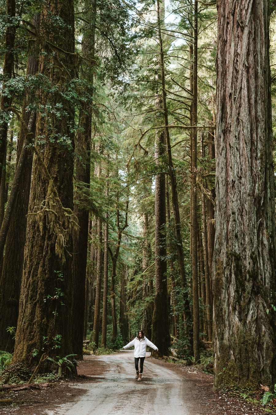 Del Norte Coast Redwoods State Park, Northern California